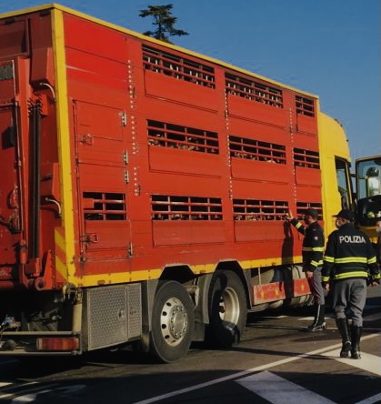 Allevamenti, trasporto e benessere animale